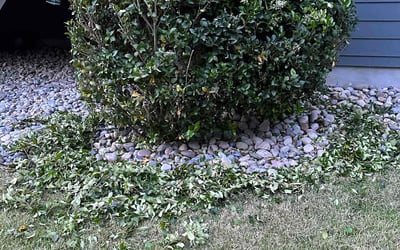 Photo of Cheryl L.'s yard after getting landscaping in Chapel Hill, NC