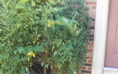 Photo of Melanie H.'s yard after getting landscaping in Braddock Heights, MD