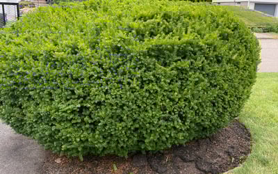 Photo of Linda L.'s yard after getting landscaping in Bristol, RI
