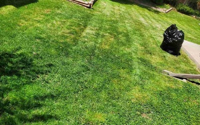 Photo of Mark M.'s yard after getting landscaping in Larkspur, CO