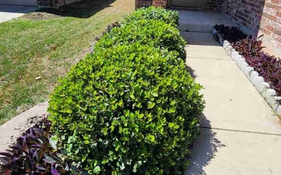 Photo of Chris W.'s yard after getting landscaping in Elgin, TX