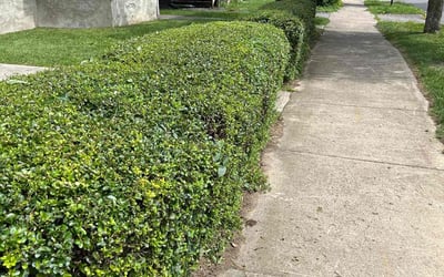 Photo of James C.'s yard after getting tree care in Newburgh, NY