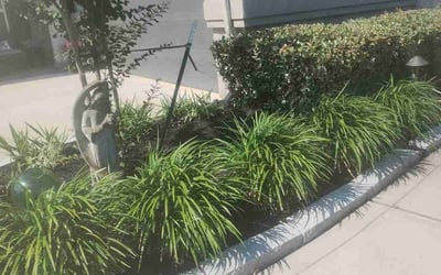 Photo of Althea H.'s yard after getting landscaping in Cypress, TX