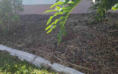Photo of James H.'s yard after getting landscaping in Cape Canaveral, FL