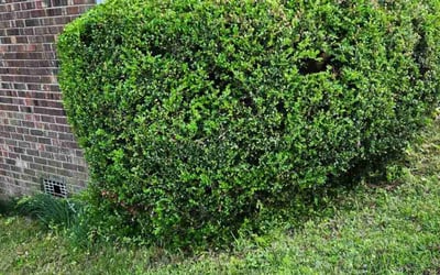Photo of Scott C.'s yard after getting landscaping in Taylors, SC