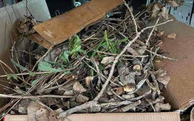 Photo of Vicky H.'s yard after getting landscaping in Haslet, TX