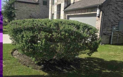 Photo of Brooke G.'s yard after getting landscaping in Leander, TX