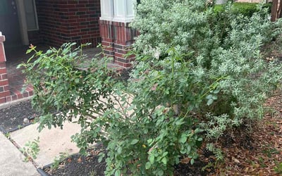 Photo of Candice S.'s yard after getting landscaping in Stowell, TX