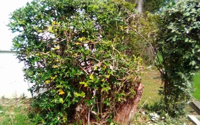 Photo of Yoni S.'s yard after getting landscaping in Jasper, AL