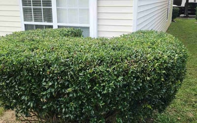Photo of Shirley W.'s yard after getting landscaping in Mc Connells, SC
