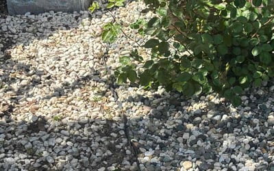 Photo of March M.'s yard after getting landscaping in Antelope, CA
