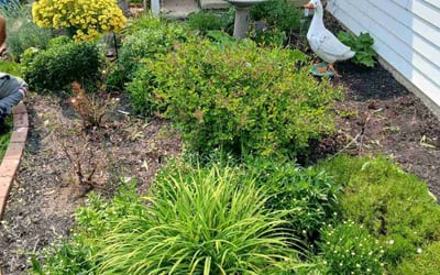 Photo of Cheryl E.'s yard after getting tree care in Swanton, OH