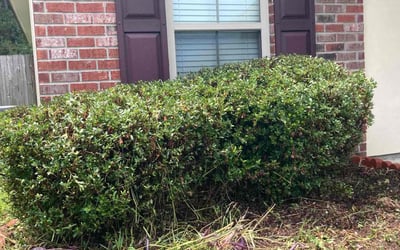 Photo of Anthony T.'s yard after getting tree care in Denham Springs, LA