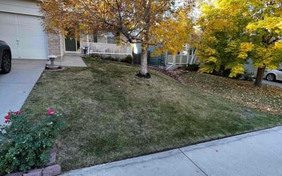 Photo of Mark D.'s yard after getting landscaping in Dumont, CO
