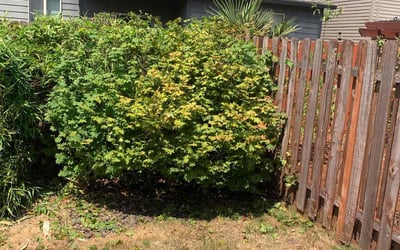 Photo of Jeffery W.'s yard after getting lawn care in Oregon City, OR