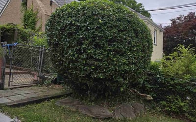Photo of Angela F.'s yard after getting tree care in Hyattsville, MD