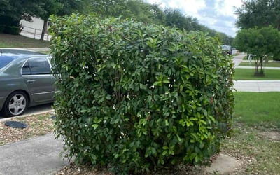 Photo of Nick R.'s yard after getting landscaping in Schertz, TX