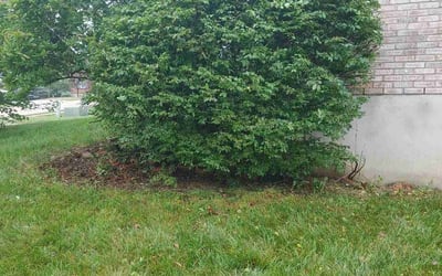 Photo of Calvin A.'s yard after getting tree care in Walton, KY