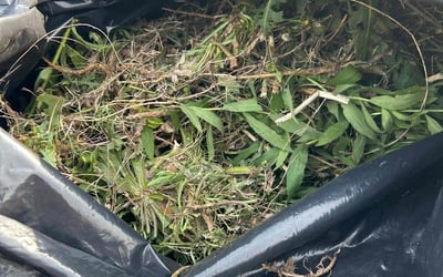 Photo of Elizabeth K.'s yard after getting landscaping in Buda, TX