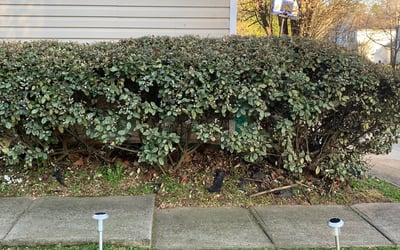 Photo of Leshandra M.'s yard after getting landscaping in Kingston, GA