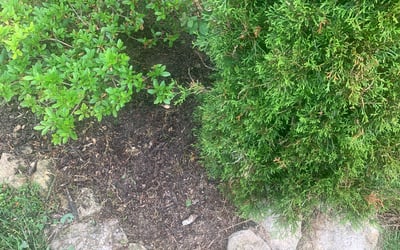 Photo of Matthew B.'s yard after getting landscaping in Newport, KY