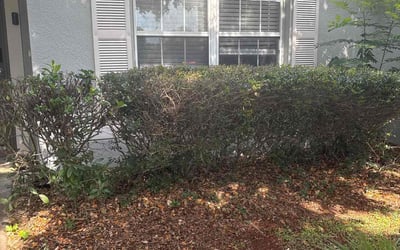 Photo of James J.'s yard after getting landscaping in Minneola, FL