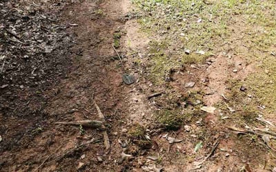 Photo of Patricia K.'s yard after getting landscaping in Good Hope, GA