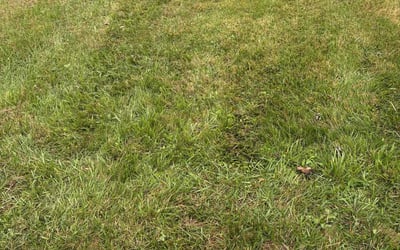 Photo of Amy D.'s yard after getting landscaping in Canton, NC