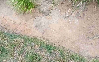Photo of Terence S.'s yard after getting landscaping in Industry, TX