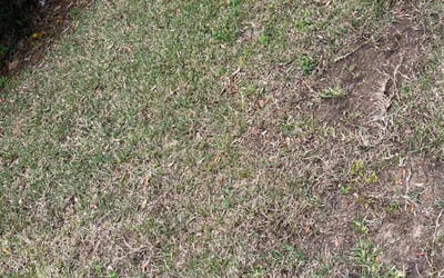 Photo of Sharon F.'s yard after getting landscaping in Gulf Breeze, FL