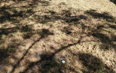 Photo of Richard A.'s yard after getting landscaping in Homeland, FL