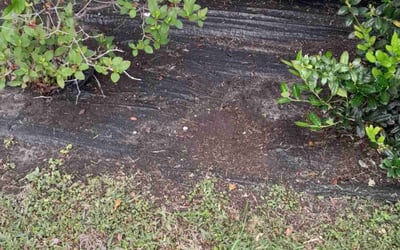 Photo of Emily W.'s yard after getting landscaping in New Orleans, LA