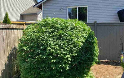 Photo of Christina P.'s yard after getting landscaping in Arlington, WA