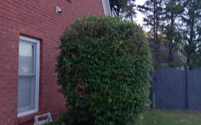 Photo of Christian C.'s yard after getting landscaping in Powder Springs, GA