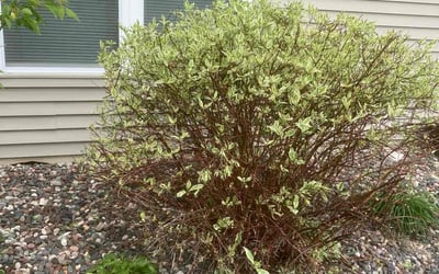 Photo of Cindy H.'s yard after getting landscaping in Somerset, WI