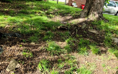 Photo of Jeff L.'s yard after getting landscaping in Columbia, MO