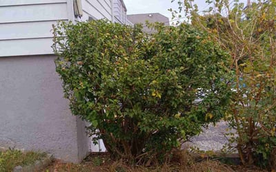 Photo of Stephanie M.'s yard after getting landscaping in South Plainfield, NJ