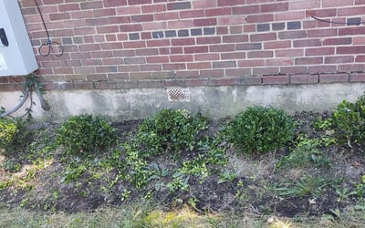 Photo of R. F.'s yard after getting tree care in Herndon, VA