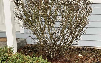 Photo of Amy M.'s yard after getting landscaping in Graham, WA