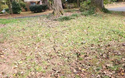 Photo of Frank B.'s yard after getting tree care in Matthews, NC