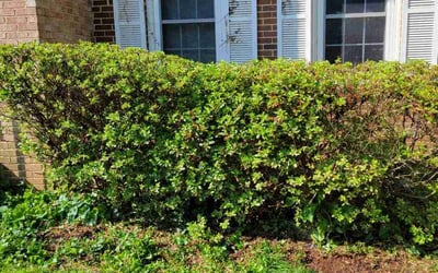Photo of Brigit S.'s yard after getting landscaping in Ashton, MD