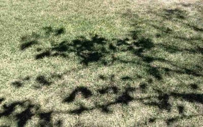 Photo of Rosalyn W.'s yard after getting landscaping in Emeryville, CA