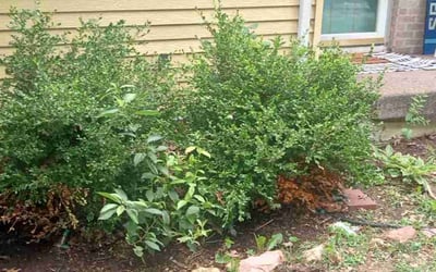 Photo of Ashley B.'s yard after getting landscaping in Trimble, MO