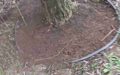 Photo of Ashley P.'s yard after getting landscaping in Benson, NC