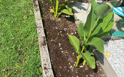 Photo of Donna M.'s yard after getting landscaping in Middletown, MD