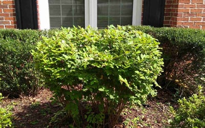 Photo of Dawn H.'s yard after getting tree care in Atlanta, GA