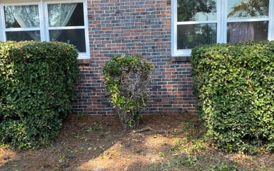 Photo of Deborah S.'s yard after getting landscaping in Severn, VA