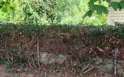 Photo of Hope N.'s yard after getting lawn care in Germantown, WI