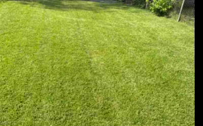Photo of David O.'s yard after getting tree care in Broomall, PA