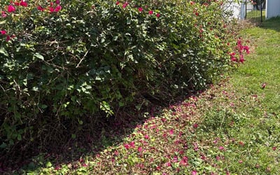 Photo of Louis P.'s yard after getting landscaping in Largo, FL